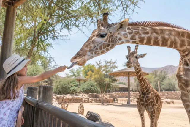 Al Ain Zoo Ticket