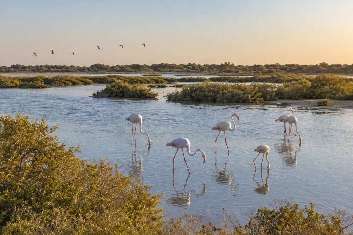 Al Wathba Wetland Reserve