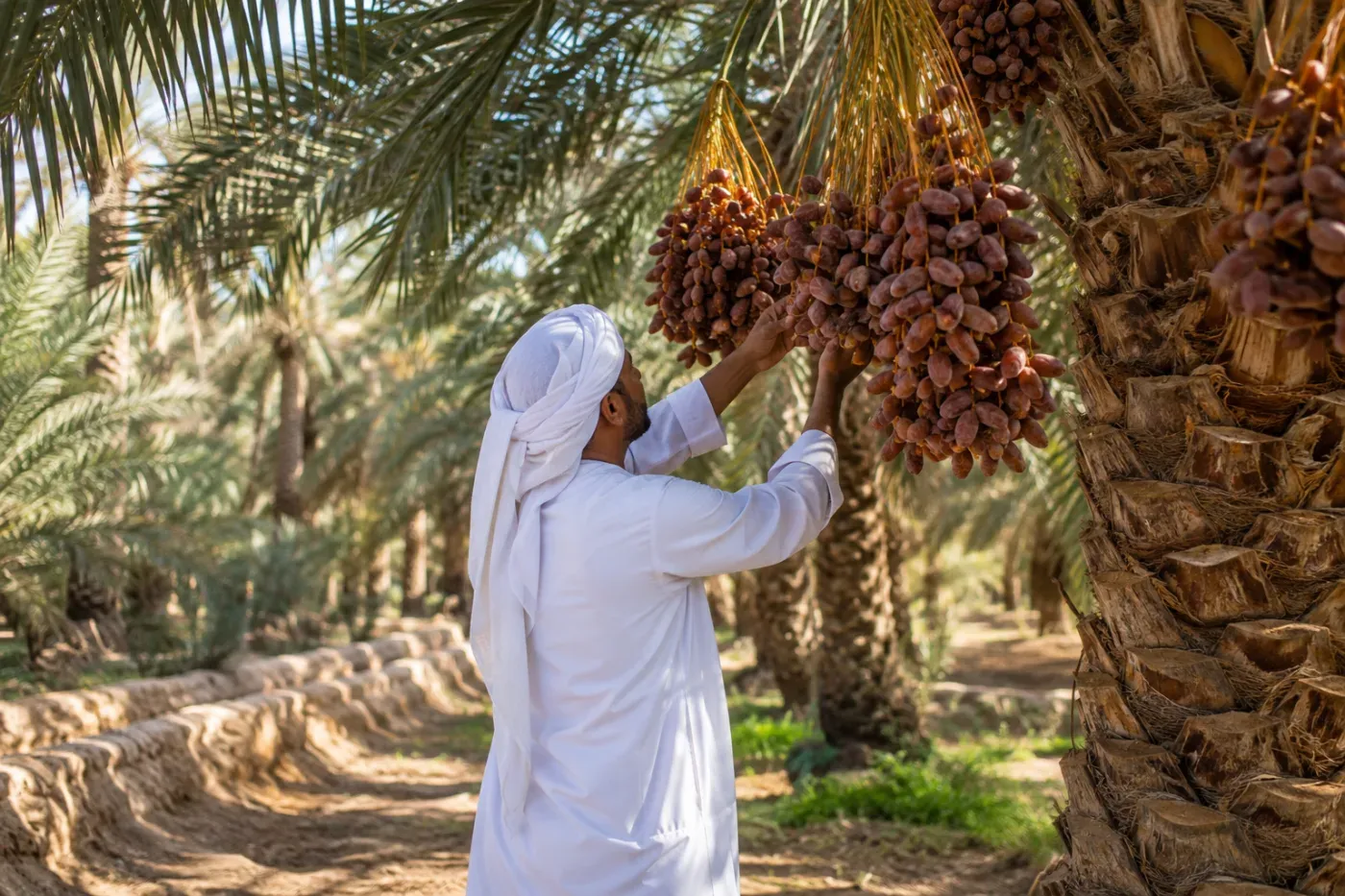 Al Ain Farms & Date Plantations