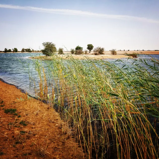 Al Marmoom Desert Conservation Reserve Dubai
