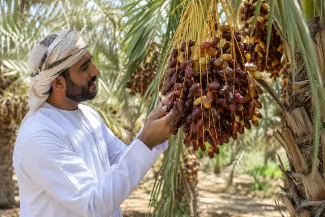 Al Ain Date Farm Experience