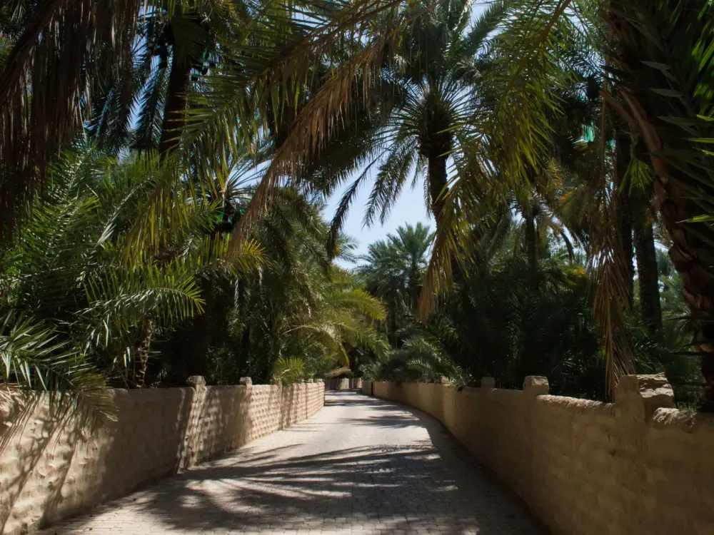 oasis — representative photo