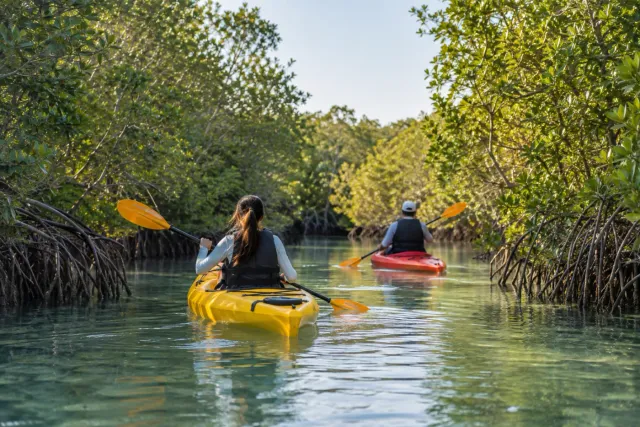 Mangrove Kayaking