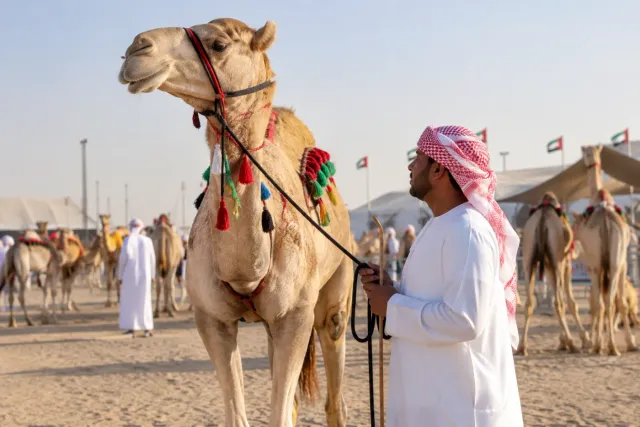 Al Dhafra Camel Festival