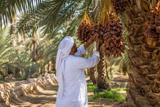 Al Ain Farms & Date Plantations